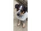 Adopt Buddy a Tricolor (Tan/Brown & Black & White) Australian Cattle Dog /