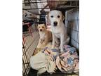 Adopt Maggie “Moo” a White - with Tan, Yellow or Fawn Great Pyrenees / Mixed