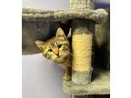 Adopt Yuno a Brown Tabby Domestic Mediumhair (medium coat) cat in Brookings