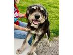Adopt Rambo a Poodle (Standard) / Schnauzer (Standard) / Mixed dog in Columbia