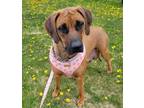 Adopt Coco a Anatolian Shepherd / Mixed dog in Prince George, BC (41463059)