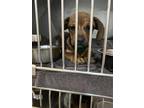 Adopt 55920125 a Brown/Chocolate Basset Hound / Mixed dog in Los Lunas