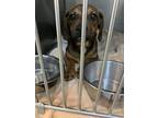 Adopt 55920090 a Brown/Chocolate Basset Hound / Mixed dog in Los Lunas