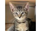 Adopt Space Star a Brown Tabby Domestic Shorthair / Mixed Breed (Medium) / Mixed