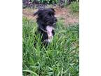 Adopt Zuzu a Black Mixed Breed (Small) / Mixed dog in Oklahoma City