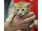Adopt 5/18 a Orange or Red Domestic Shorthair / Domestic Shorthair / Mixed