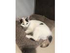 Adopt Georgia a White Domestic Shorthair / Domestic Shorthair / Mixed cat in
