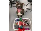 Adopt Juno Potato (Obedience Trained) a Brindle American Pit Bull Terrier /