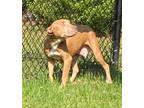 Adopt Renesmee (HW+) a Brown/Chocolate American Pit Bull Terrier / Mixed dog in