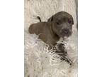 Adopt Carlisle a Gray/Blue/Silver/Salt & Pepper American Pit Bull Terrier /