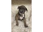 Adopt Emmett a Gray/Blue/Silver/Salt & Pepper American Pit Bull Terrier / Mixed
