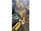 Adopt Lilly a Domestic Shorthair / Mixed cat in Chilliwack, BC (41463050)