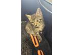Adopt Daisy a Domestic Shorthair / Mixed cat in Chilliwack, BC (41463049)