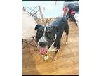 Adopt Buster a Black - with White Australian Cattle Dog / Labrador Retriever /