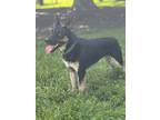 Adopt Juni CP a Black - with Tan, Yellow or Fawn Husky / German Shepherd Dog /