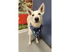 Adopt Sage a White German Shepherd Dog / Mixed dog in Lafayette, IN (41353173)
