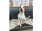 Adopt Vicky a White Mixed Breed (Small) / Mixed Breed (Medium) / Mixed (short