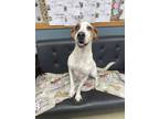 Adopt Vicky a White Mixed Breed (Large) / Mixed dog in Sullivan, IN (38013191)