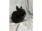 Adopt Thumper a Black Dwarf / Other/Unknown / Mixed rabbit in Moncton