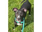 Adopt Fin a Black Mixed Breed (Medium) / Mixed dog in Lancaster, PA (41463033)