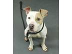 Adopt Lawrence a White American Staffordshire Terrier / Mixed Breed (Medium) /