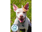 Adopt Rex a White Mixed Breed (Medium) / Mixed dog in Walla Walla, WA (41164270)