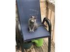 Adopt Gracie a Gray or Blue American Shorthair / Mixed (medium coat) cat in