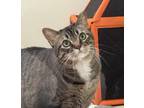 Adopt Spice Carnegie a Domestic Shorthair / Mixed (short coat) cat in St.