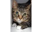 Adopt Spice Carnegie a Domestic Shorthair / Mixed (short coat) cat in St.
