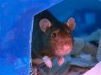Adopt HENNA a Rat (medium coat) small animal in Denver, CO (41460854)