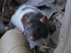 Adopt MADEIRA a Rat (medium coat) small animal in Denver, CO (41460852)