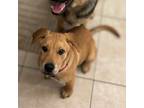 Adopt Cheddar a Tan/Yellow/Fawn - with Black Shepherd (Unknown Type) /