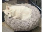 Adopt Coco a White - with Tan, Yellow or Fawn American Eskimo Dog / Pomeranian /