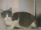 Adopt AMINA a Gray or Blue Domestic Mediumhair / Mixed (medium coat) cat in