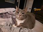 Adopt Gracie a Gray or Blue Domestic Shorthair / Mixed (short coat) cat in