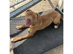 Adopt CLARA a American Pit Bull Terrier / Mixed dog in Sandusky, OH (41461449)