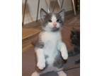Adopt Leo a Domestic Shorthair / Mixed (short coat) cat in St.