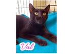 Adopt Val a All Black Domestic Shorthair / Mixed (short coat) cat in Pensacola