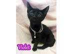 Adopt Violet a All Black Domestic Shorthair / Mixed (short coat) cat in