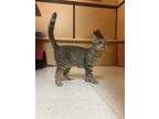 Adopt Buffy a Brown Tabby Domestic Shorthair / Mixed (short coat) cat in