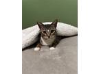Adopt Katy a Domestic Shorthair / Mixed (short coat) cat in Pensacola
