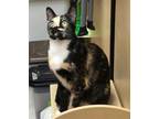 Adopt Mama Sue a Calico or Dilute Calico Calico / Mixed (short coat) cat in