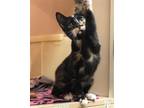 Adopt Emily a Calico or Dilute Calico Calico / Mixed (short coat) cat in