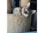 Adopt Tonka a Domestic Mediumhair / Mixed cat in Pensacola, FL (41463073)