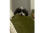 Adopt Cookie a Black - with White Maltipoo / Mixed dog in Birmingham