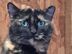 Adopt Lolita a Tortoiseshell Domestic Mediumhair / Mixed (medium coat) cat in