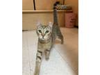 Adopt Buddy a Brown Tabby Domestic Shorthair / Mixed (short coat) cat in