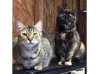 Adopt Winky a Brown Tabby Domestic Mediumhair / Mixed (medium coat) cat in