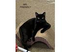 Adopt Mr. Friendly a All Black Domestic Shorthair / Mixed (short coat) cat in