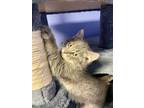 Adopt Asta a Gray, Blue or Silver Tabby Domestic Mediumhair (medium coat) cat in